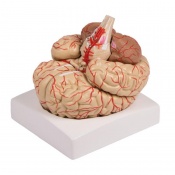 Erler-Zimmer Anatomical Brain Model with Arteries (9-Part)
